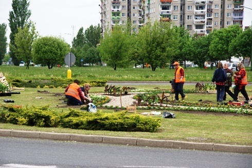  Rozpoczęły  się letnie nasadzenia. Ponad 40 tysięcy kwiat&oacute;w upiększy niebawem miasto